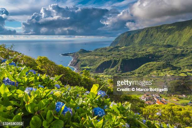 flowers and coastline in flores island, azores - flores stockfoto's en -beelden