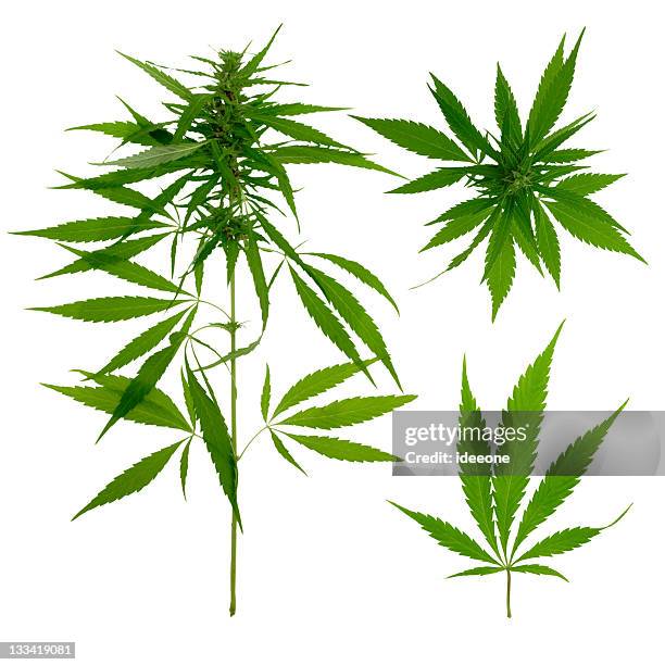 hemp botanic - marijuana leaf stockfoto's en -beelden