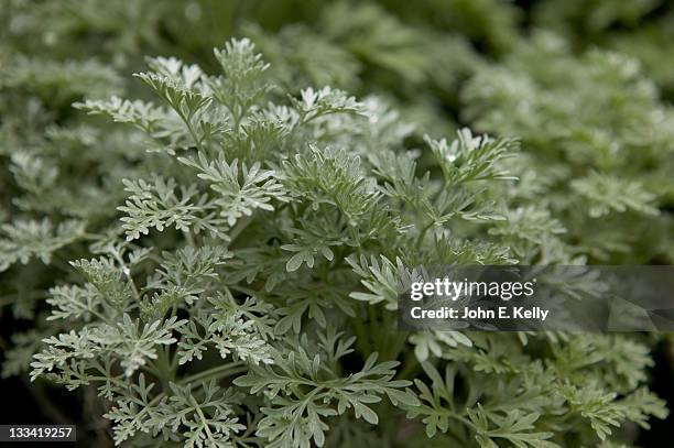 artemisia-powis castle herb - artemisia stock pictures, royalty-free photos & images