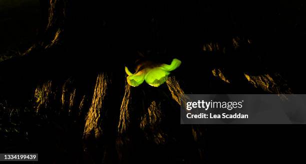 ghost fungus - bioluminescent fungi stock pictures, royalty-free photos & images