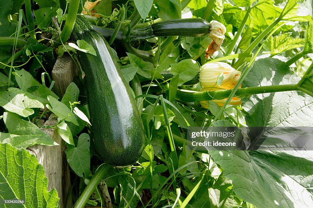 Zuccini Homegrown