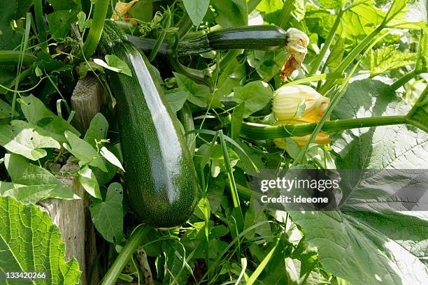 zuccini homegrown - courgette stock pictures, royalty-free photos & images
