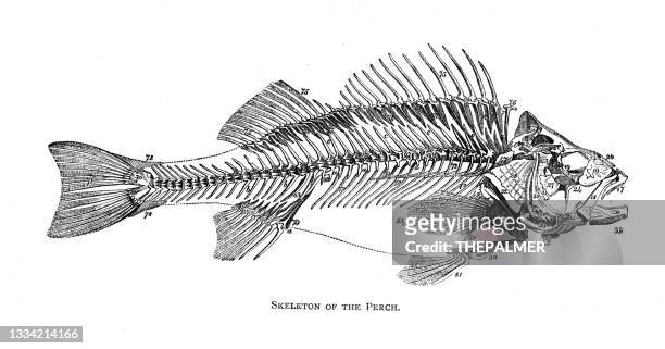 ilustraciones, imágenes clip art, dibujos animados e iconos de stock de la ilustración antigua 1894 de los pescados del esqueleto de la perca - fish skeleton
