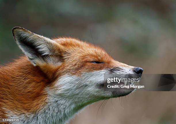 Fox Teeth Photos and Premium High Res Pictures - Getty Images