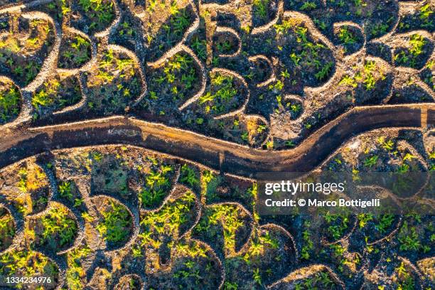 dirt road among vineyards, pico island, azores - portugal vineyard stock pictures, royalty-free photos & images