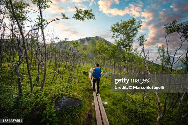 person hiking in a birch forest, senja, norway - scandinavie photos et images de collection