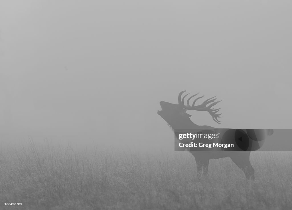Red deer stag roaring in mist