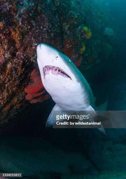 grey nurse shark at the entrance to a cave, jervis bay, nsw, australia. - sand tiger shark stock pictures, royalty-free photos & images