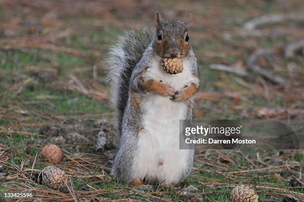 squirrel with pine cone - squirrel imagens e fotografias de stock