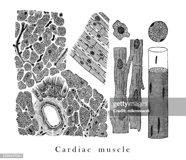 Heart Micrograph 1,468 Heart Microscope Stock Photos, High-Res Pictures, and Images ...