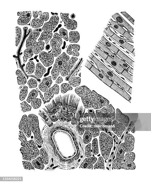 Heart Micrograph 1,468 Heart Microscope Stock Photos, High-Res Pictures, and Images ...