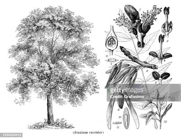 bildbanksillustrationer, clip art samt tecknat material och ikoner med common ash tree or fraxinus excelsior drawing 1898 - ash