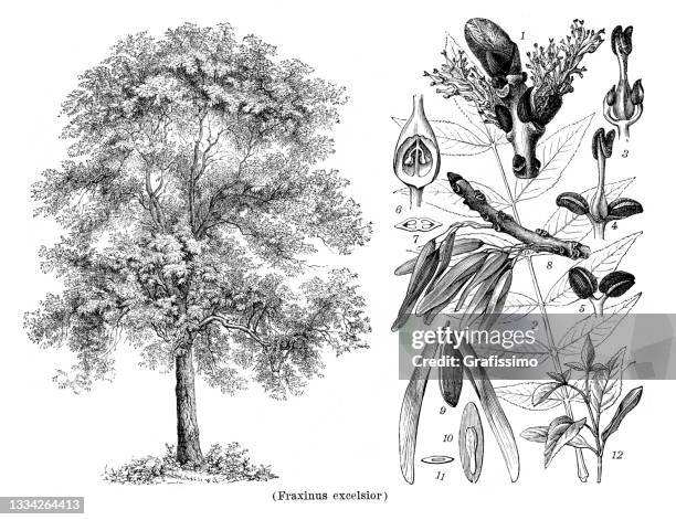 common ash tree or fraxinus excelsior drawing 1898 - ash tree stock illustrations