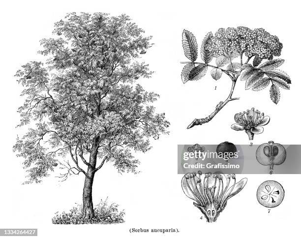 reihenbaum sorbus aucuparia zeichnung 1898 - ash tree stock-grafiken, -clipart, -cartoons und -symbole
