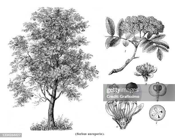 rowan tree sorbus aucuparia drawing 1898 - rowan tree stock illustrations