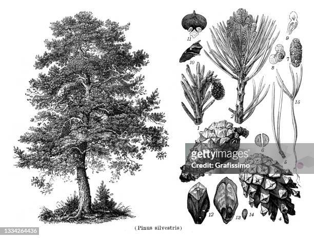 bildbanksillustrationer, clip art samt tecknat material och ikoner med pine tree pinus silvestris drawing 1898 - red pine