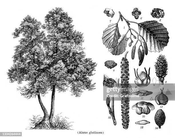 alder tree alnus glutinosa drawing 1898 - alder tree stock illustrations