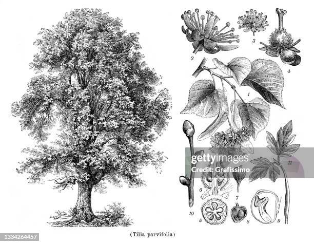 stockillustraties, clipart, cartoons en iconen met small-leaved linden tree tilia parvifolia drawing 1898 - linde bladverliezende boom