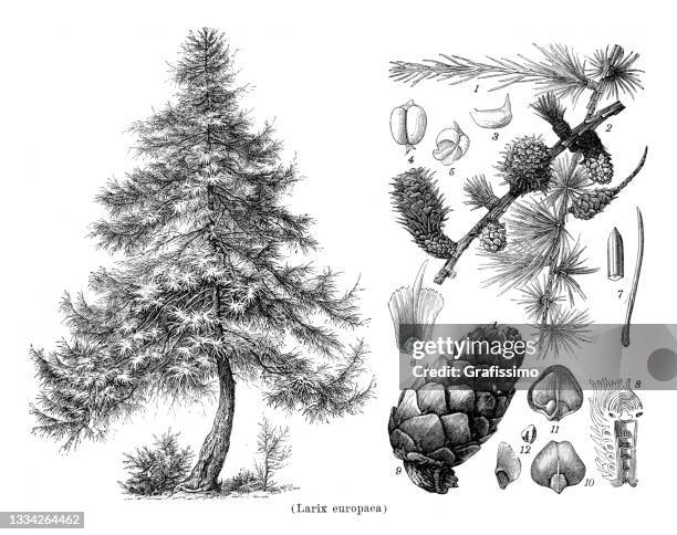 illustrations, cliparts, dessins animés et icônes de mélèze d’europe larix europaea dessin 1898 - gravure