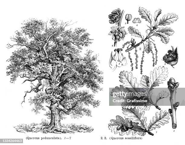 european oak tree quercus pedunculata drawing 1898 - oak leaf 幅插畫檔、美工圖案、卡通及圖標