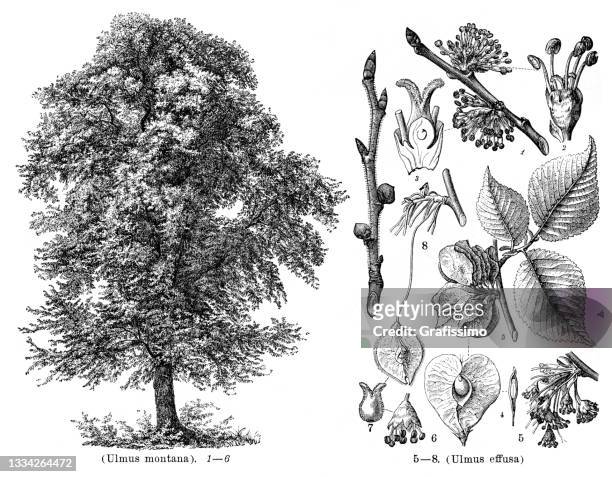european white elm tree ulmus montana drawing 1898 - elm tree stock illustrations