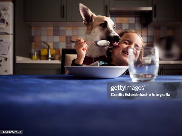 funny portrait in which a girl plays with her pet at the kitchen table - dog eating a girl out stock pictures, royalty-free photos & images