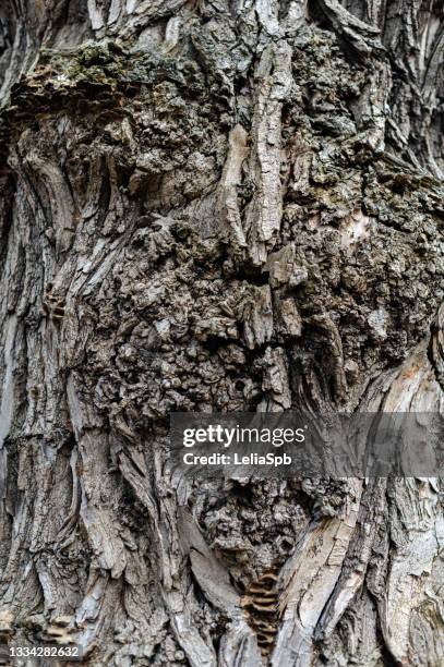 bark of a large tree, close-up photo - snag tree stock pictures, royalty-free photos & images