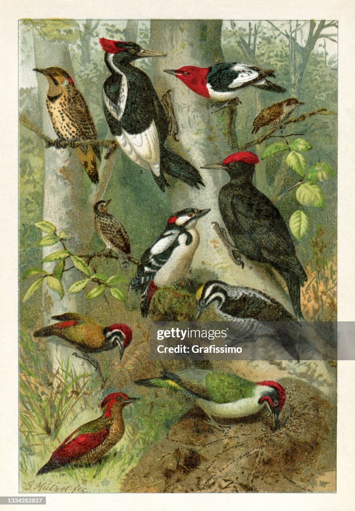 Verschiedene Spechtvogelzeichnung 1898