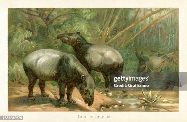 bildbanksillustrationer, clip art samt tecknat material och ikoner med malayan tapir or tapirus indicus drawing 1898 - tapir