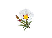 Labdanum  or cistus ladanifer or gum rockrose flower isolated on white