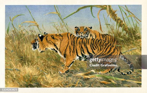 illustrazioni stock, clip art, cartoni animati e icone di tendenza di disegno tiger o panthera tigris 1898 - indian animals