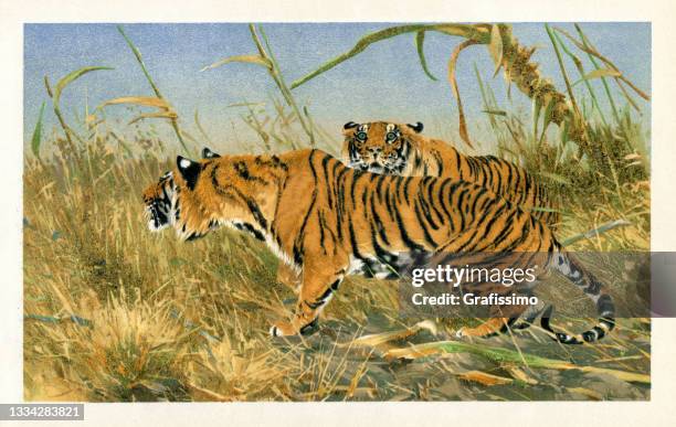 stockillustraties, clipart, cartoons en iconen met tiger or panthera tigris drawing 1898 - indian painting