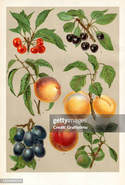 stone fruit plum apricot cherry peach nectarinbe drawing 1898 - enciclopedia stock illustrations