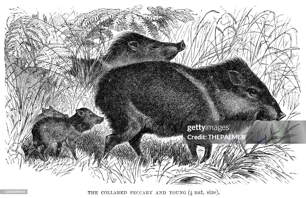 The collared Peccary and young engraving 1896