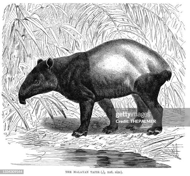 illustrazioni stock, clip art, cartoni animati e icone di tendenza di l'incisione del tapiro malese del 1896 - tapiro della malesia