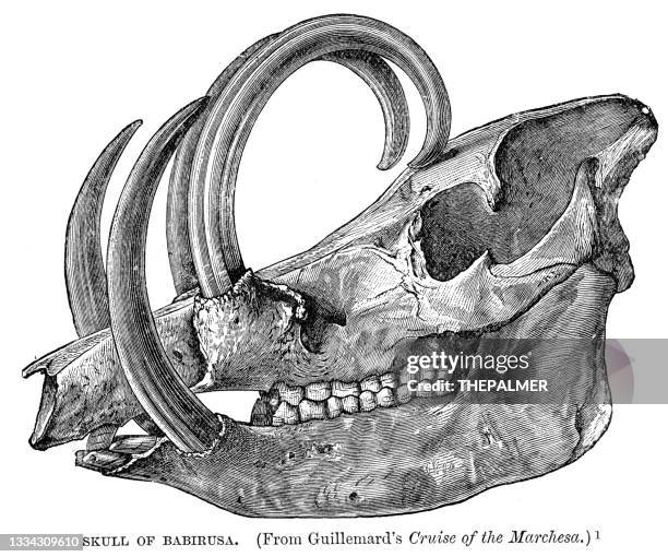 skull of  babirusa engraving 1896 - deer skull stock illustrations