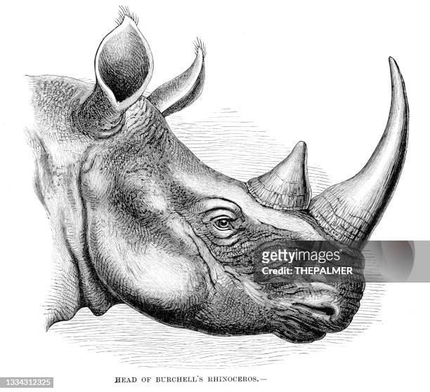 stockillustraties, clipart, cartoons en iconen met burchell's rhinoceros head engraving 1896 - neushoorn