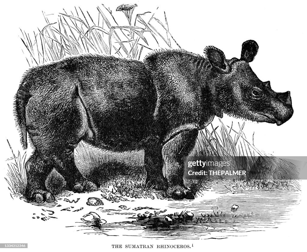 Sumatran rhinoceros engraving 1896