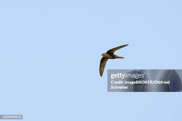 common swift (apus apus), flying, saxony, germany - common swift flying stock pictures, royalty-free photos & images