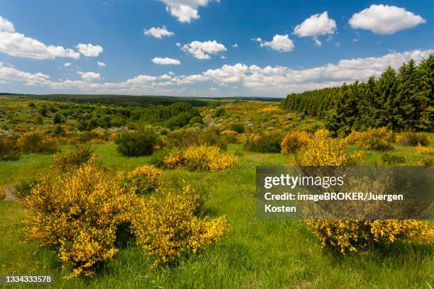 flowering common broom (cytisus scoparius), dreiborner hochflaeche, np-eifel, north rhine-westphalia, germany - hochplateau stock-fotos und bilder