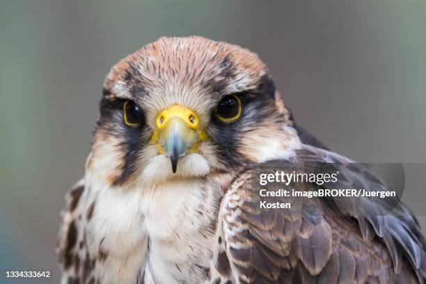 lanner falcon (falco biarmicus), germany - alfaneque imagens e fotografias de stock