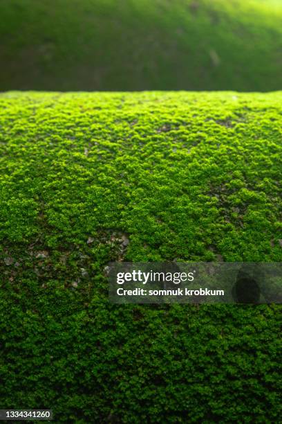 old cement tube with green moss - moss ストックフォトと画像