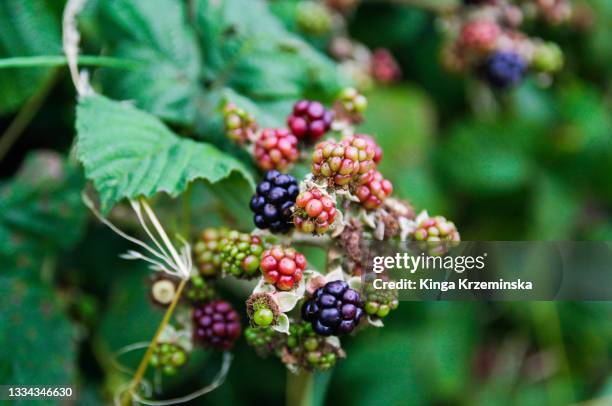 Black Raspberry Brambles Bramble Thorns Photos and Premium High Res Pictures - Getty Images
