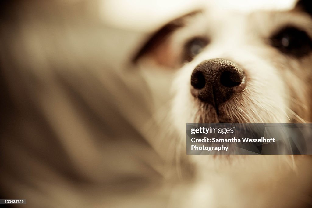 Jack Russell terrier nose