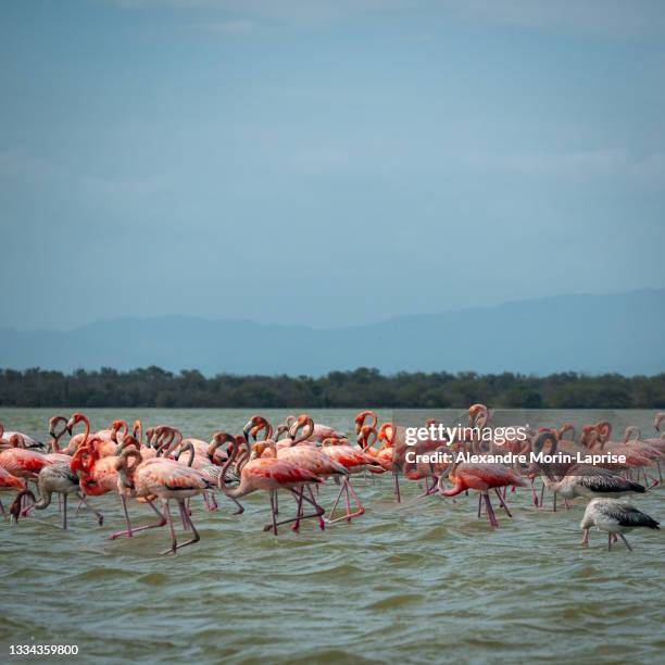 herd of pink and gray flamingos walk across a wavy lake - wildlife colombia stock-fotos und bilder