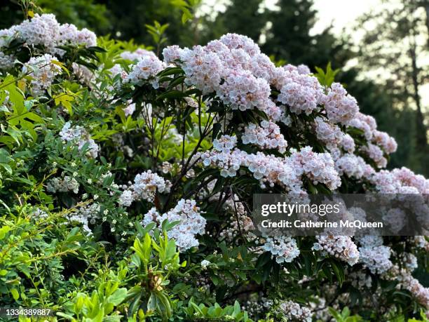 blooming mountain laurel bush - mountain laurel stock pictures, royalty-free photos & images