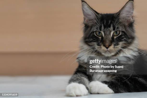 healthy norwegian forest cat resting in the house - fancy cat stock pictures, royalty-free photos & images