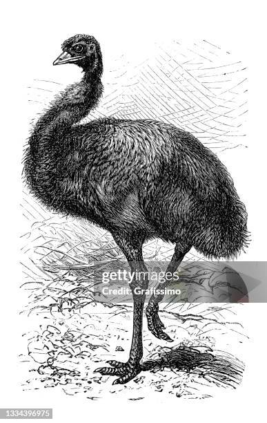 illustrations, cliparts, dessins animés et icônes de emu dromaius dessin d’oiseau incapable de voler 1898 - émeu