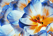 Tulips flowers  blue.  Floral background.  Close-up. Nature.