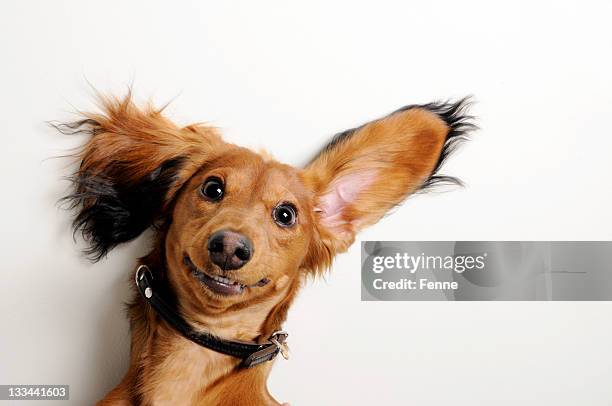 big ears, upside down. - hund bildbanksfoton och bilder